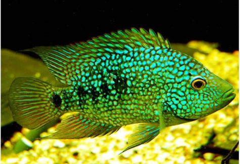 Pearlescale-Carpintis-Cichlid-475x325.jpg
