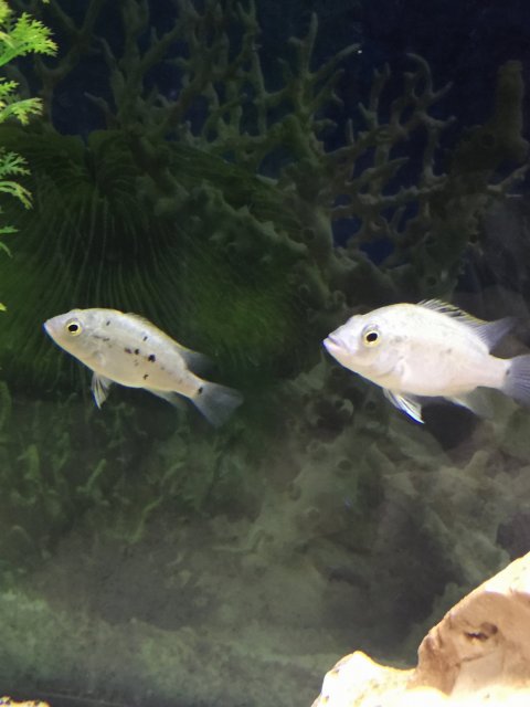 IMG_8145.JPG IMG_8145.JPG