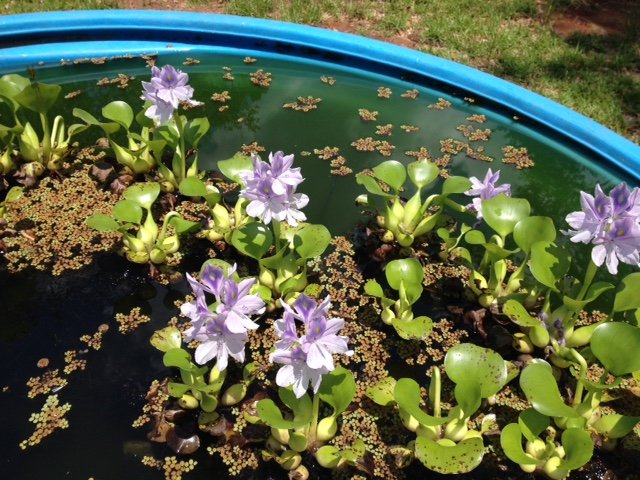 hyacinth.JPG