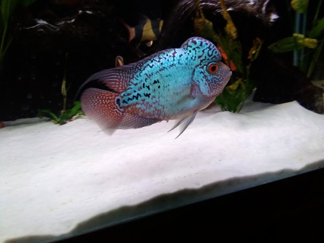 IMG_20170927_215708.jpg IMG_20170927_215708.jpg