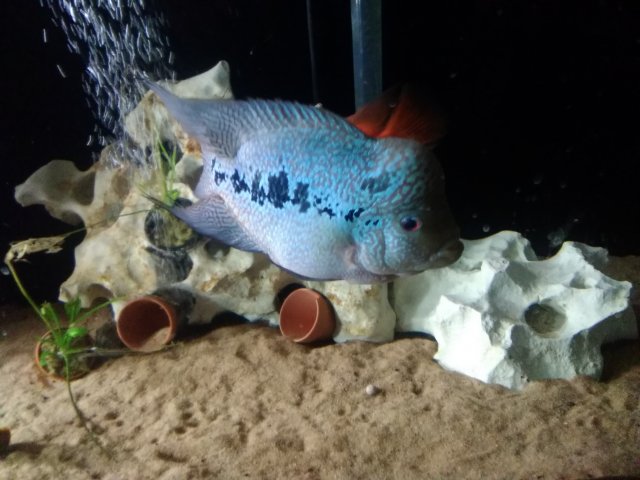 IMG_20170627_204306.jpg IMG_20170627_204306.jpg