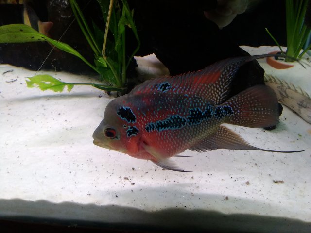 IMG_20170910_120221.jpg IMG_20170910_120221.jpg