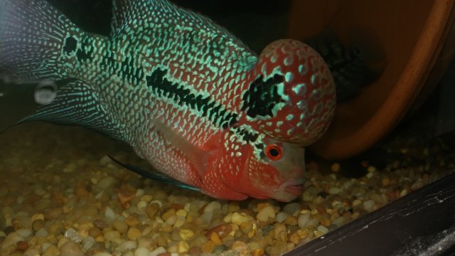 20170927_200010.jpg 20170927_200010.jpg