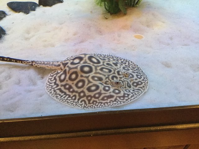 pearl stingray care