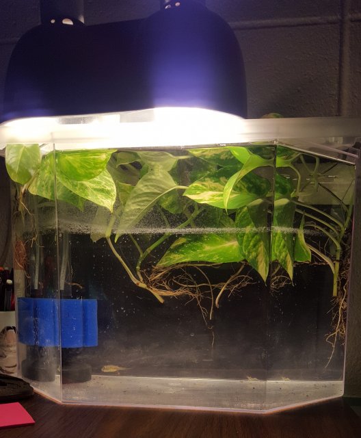 Fahaka Quarantine .jpg Fahaka Quarantine .jpg