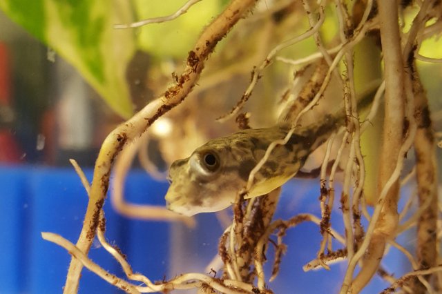 FInny Cent 1 .jpg FInny Cent 1 .jpg