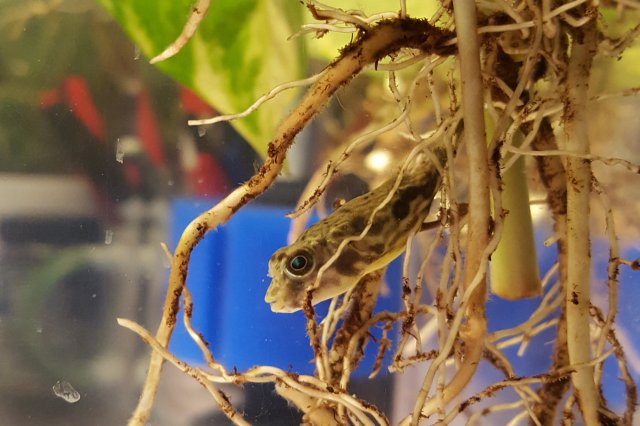 Finny Cent 2 .jpg Finny Cent 2 .jpg