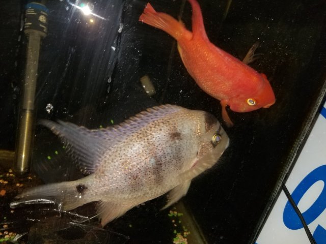 20170928_210537.jpg 20170928_210537.jpg