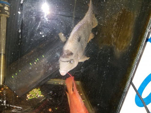 20170928_210556.jpg 20170928_210556.jpg