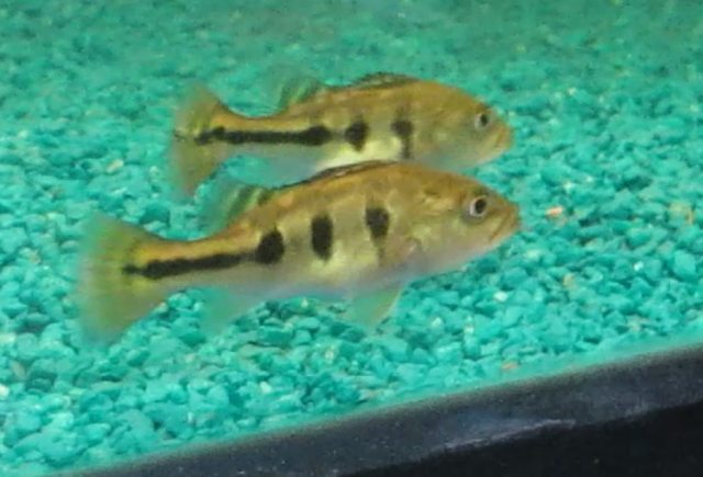 Screenshot_40.png Screenshot_40.png