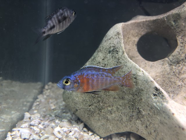 3B06029A-CE0E-4CA2-93B4-5C55D626EA3F.jpeg 3B06029A-CE0E-4CA2-93B4-5C55D626EA3F.jpeg