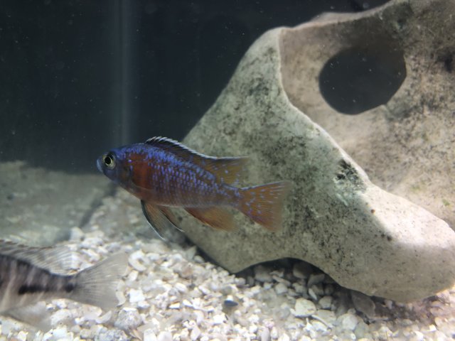 33A82075-AB97-4ED9-8904-19CB771BD366.jpeg 33A82075-AB97-4ED9-8904-19CB771BD366.jpeg