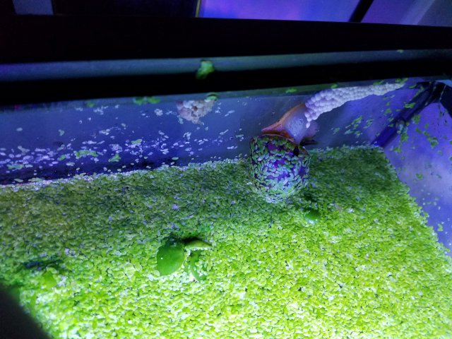 snail laying eggs.jpg