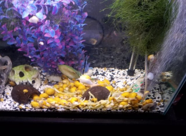 snails feeding time.jpg