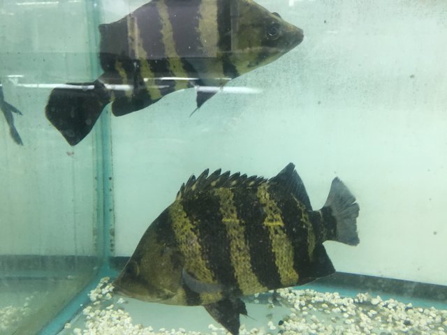 NGT Datnoides Campbelli! | MonsterFishKeepers.com
