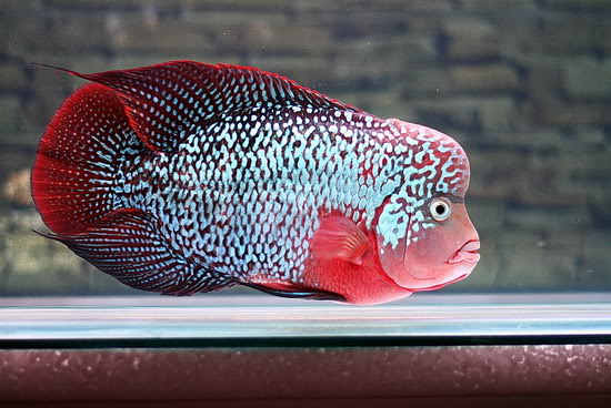 Kamfa Flowerhorn.jpg Kamfa Flowerhorn.jpg