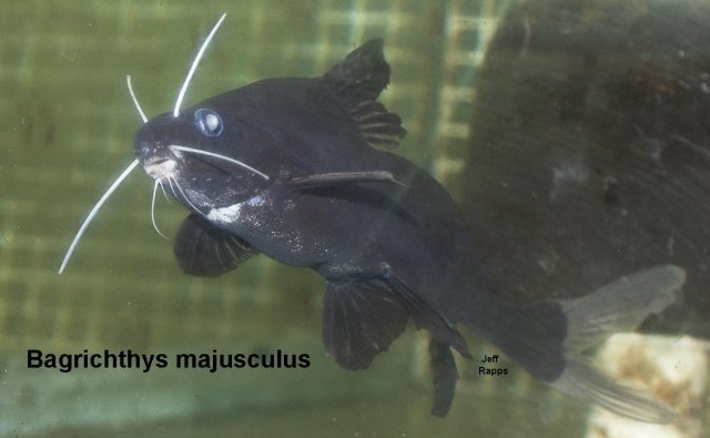 majus.jpg