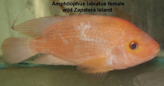 labiat.zap.fem.jpg