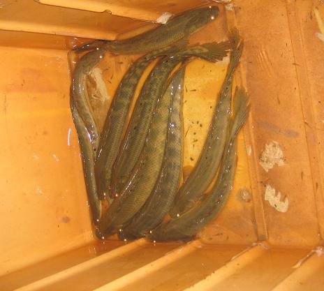 Polypterus.jpg_640x640.jpg
