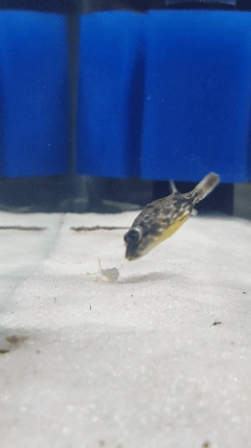 20171003_180732_1.gif