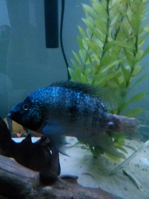 IMG_20170929_172247.jpg