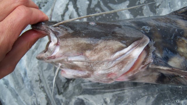 100_3550.JPG