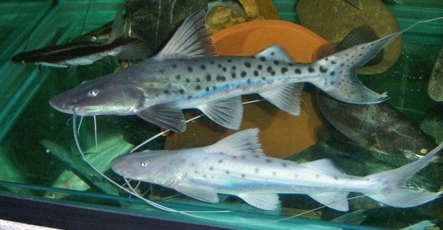Brachie, 2 piraiba from Mark Chen, 3.JPG