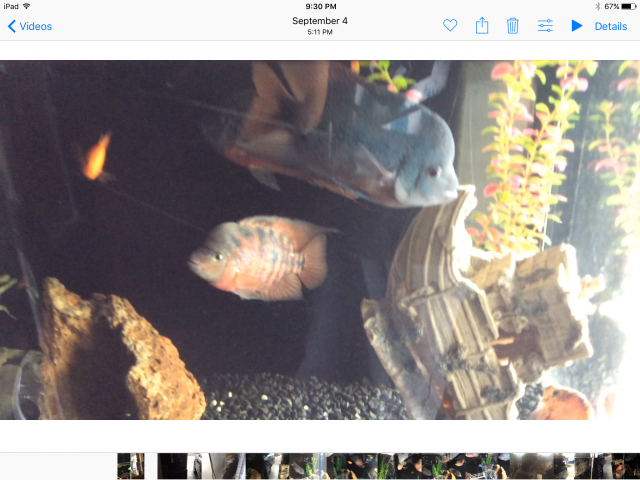 IMG_1217.PNG