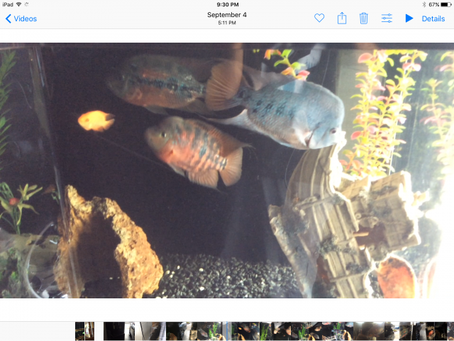 IMG_1219.PNG