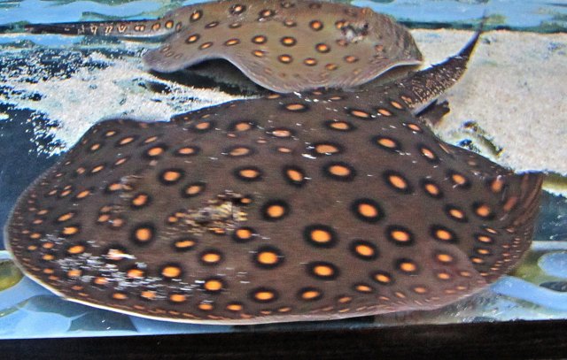 IMG_0037.JPG IMG_0037.JPG