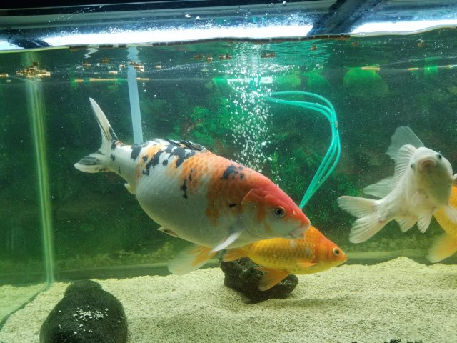 6D6636C4-00D3-48A8-A1BC-B1CF2B5600F6.jpeg 6D6636C4-00D3-48A8-A1BC-B1CF2B5600F6.jpeg