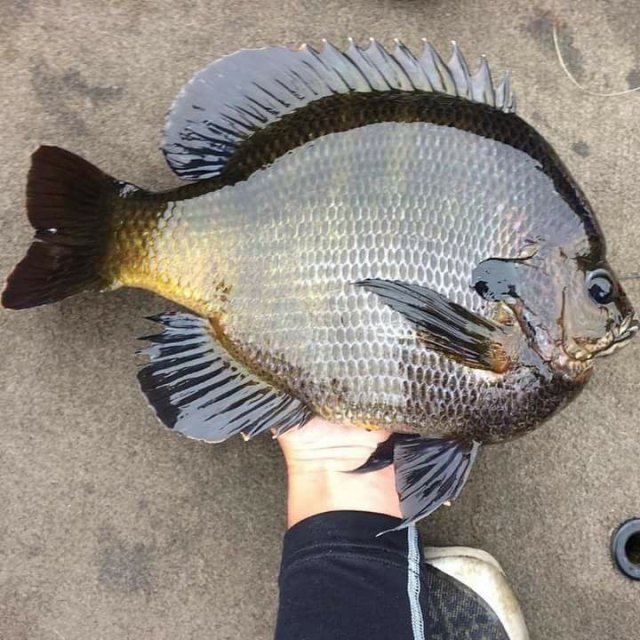monsterbluegill.jpg monsterbluegill.jpg
