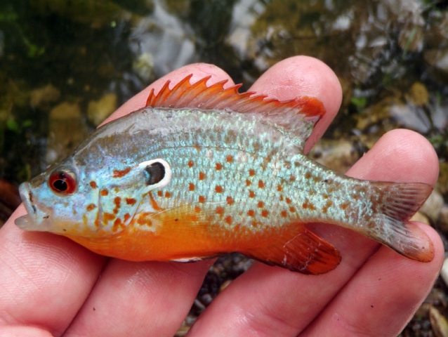 orangespottedsunfish.jpg orangespottedsunfish.jpg
