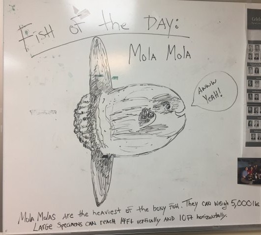 mola mola.jpg