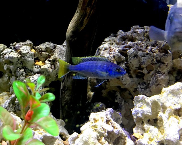 AfricanCichlid ID.jpg