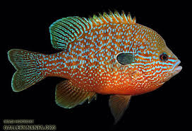 upload_2017-10-17_21-56-10.jpeg upload_2017-10-17_21-56-10.jpeg