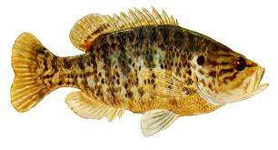 upload_2017-10-17_21-57-53.jpeg upload_2017-10-17_21-57-53.jpeg