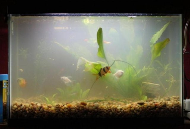 how-to-prevent-cloudy-water-in-an-aquarium.jpg