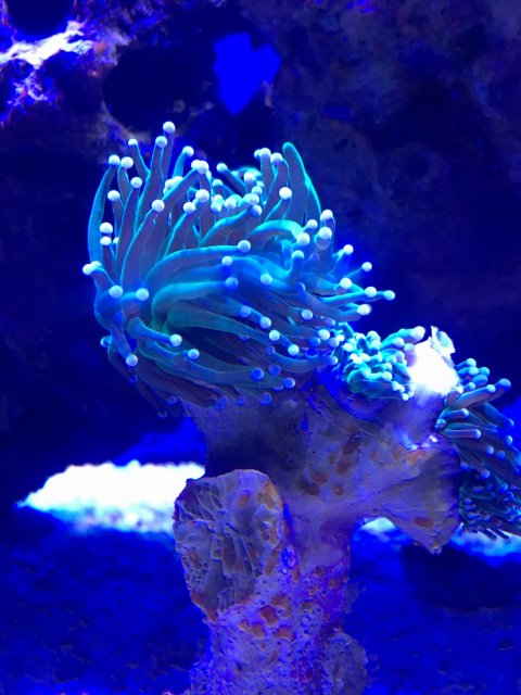 5AC12246-D6A9-43B7-A2C8-5641D350EB00.jpeg 5AC12246-D6A9-43B7-A2C8-5641D350EB00.jpeg