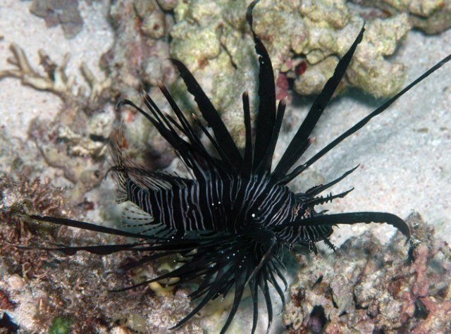 Black Lionfish.jpg