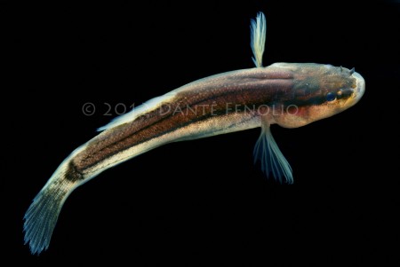 Swamp-Fish-Chologaster-papilliferus-No1-LR-450x301.jpg
