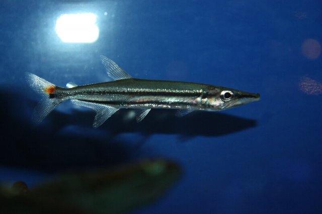 redtail-barracuda.jpg