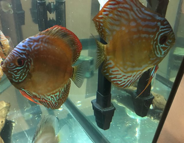 F54FE25C-2785-4A69-9F52-118E1DD5E188.jpeg F54FE25C-2785-4A69-9F52-118E1DD5E188.jpeg