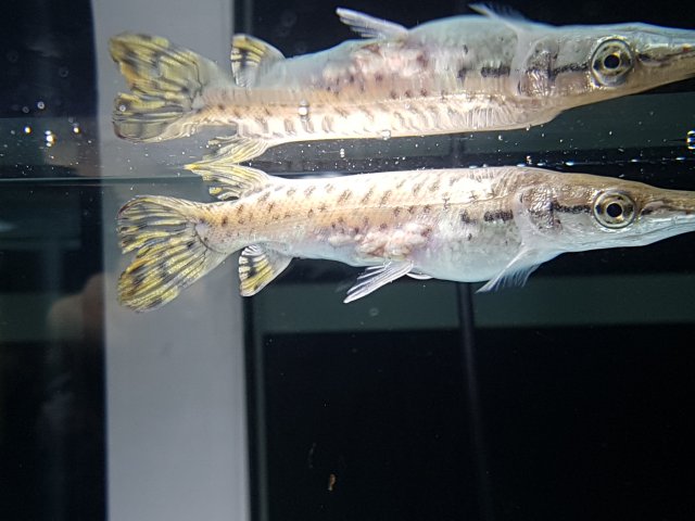 20171024_204259.jpg 20171024_204259.jpg