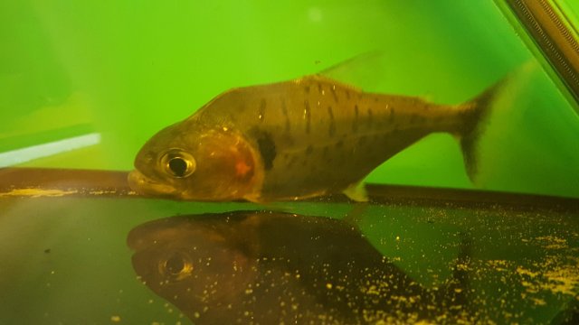 22712062_1044090842399537_1046672994_o.jpg 22712062_1044090842399537_1046672994_o.jpg