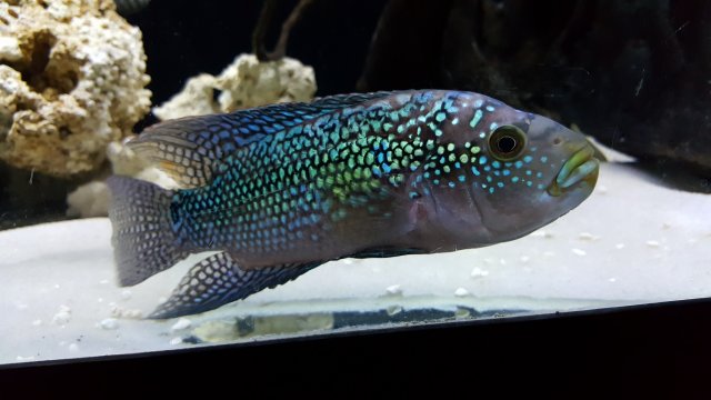 New Jack Dempsey | MonsterFishKeepers.com