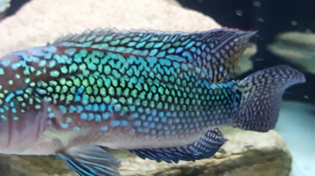 マッカラム 6'3 McCALLUM Gypsy Fish
Gypsy Fish Rhomboid Fairy Wrasse - Super Male - Marshall Islands