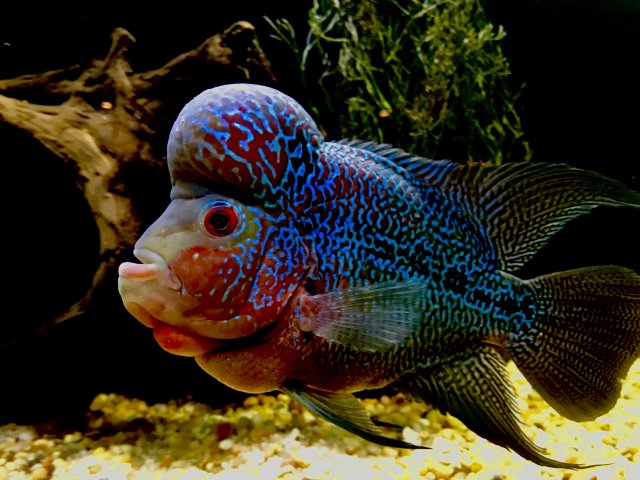 flowerhorn1.jpg
