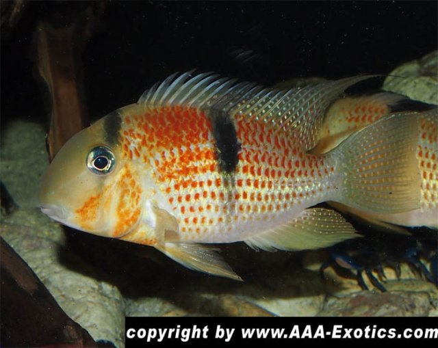 Guianacara sphenozona Surinam Red Spotted.jpg