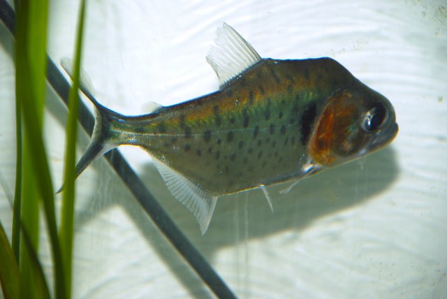 DSC_0003 3.JPG DSC_0003 3.JPG